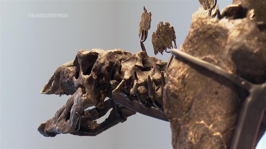 Στεγόσαυρος APEX:  Το μεγαλύτερο και αρτιότερο απολίθωμα στεγόσαυρου που έχει βρεθεί ποτέ