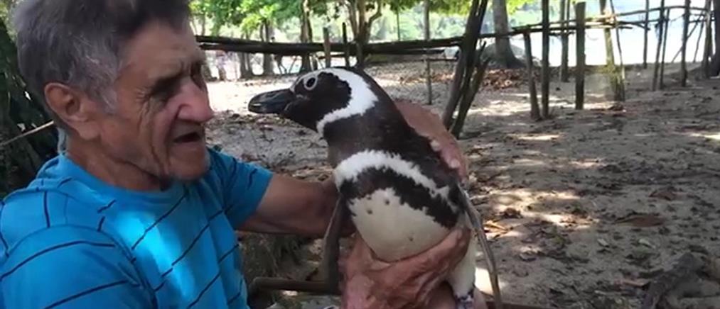 Πιγκουίνος ταξιδεύει κάθε χρόνο 8.000 χλμ για να δει τον σωτήρα του (βίντεο)