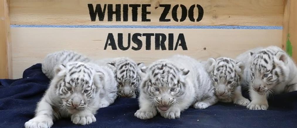 Η επίσημη… πρώτη για 5 σπάνια λευκά τιγράκια