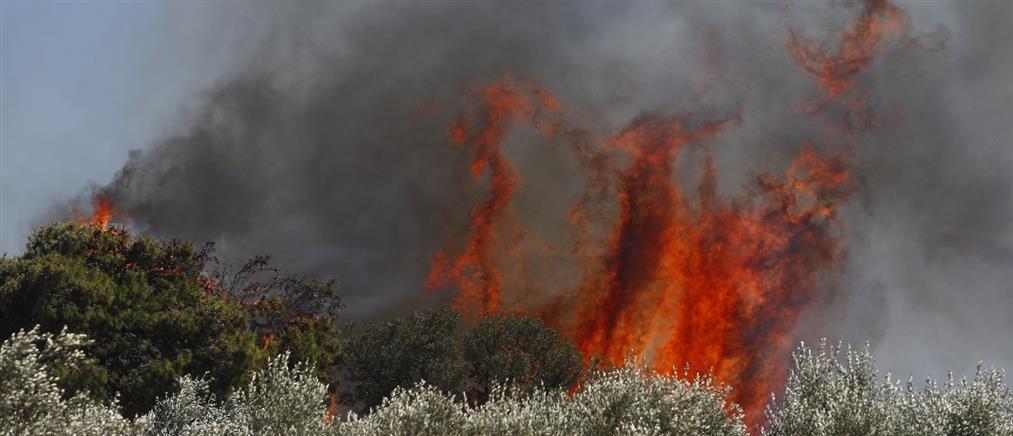 Φωτιά - Ερμιονίδα: Μήνυμα 112 για εκκένωση οικισμών, λόγω αναζωπυρώσεων