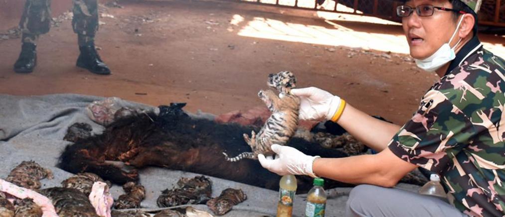 Βρέθηκαν 40 νεκρές τίγρεις σε καταψύκτη ναού της Ταϊλάνδης (βίντεο)