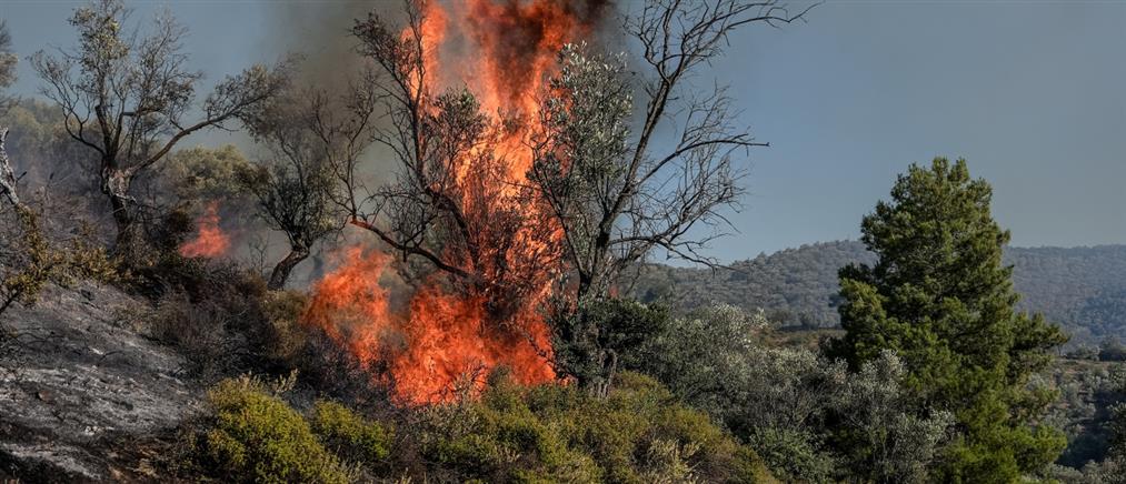 Λέσβος - Φωτιά στη Μόρια: Συνεχίζεται η “μάχη” με τις φλόγες (εικόνες)