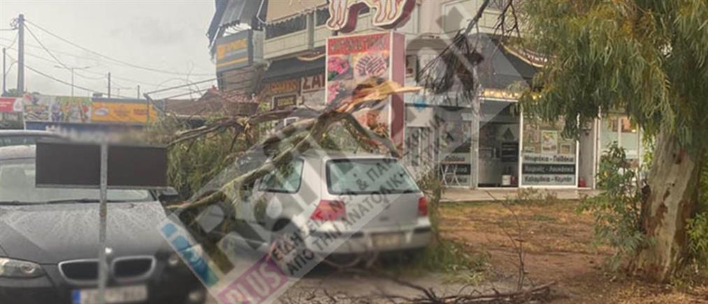 Κακοκαιρία “EVA” - Ραφήνα: κλαδί δέντρου προκάλεσε ζημιές σε αυτοκίνητα (εικόνες)