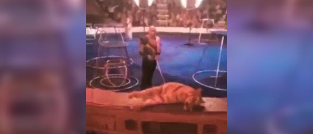 Τίγρης κατέρρευσε την ώρα παράστασης σε τσίρκο (βίντεο)