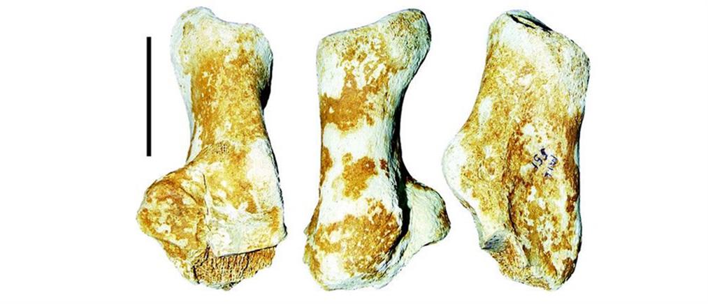 Αρκούδα γίγας ζούσε πριν 3 εκατομμύρια χρόνια στα Γρεβενά