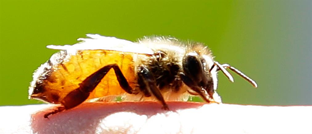 Μια μέλισσα μπορεί να σταματήσει την παγκόσμια εξάρτηση από τα πλαστικά;