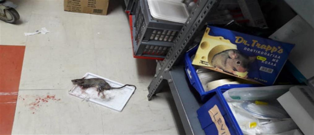 Ποντίκια στο νοσοκομείο του Κιλκίς