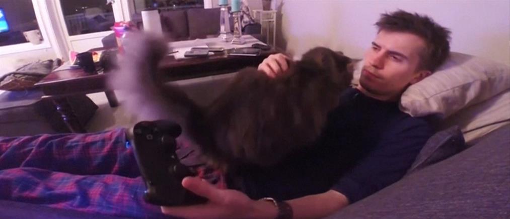 Η γάτα θέλει παιχνίδια… το αφεντικό να παίξει video games