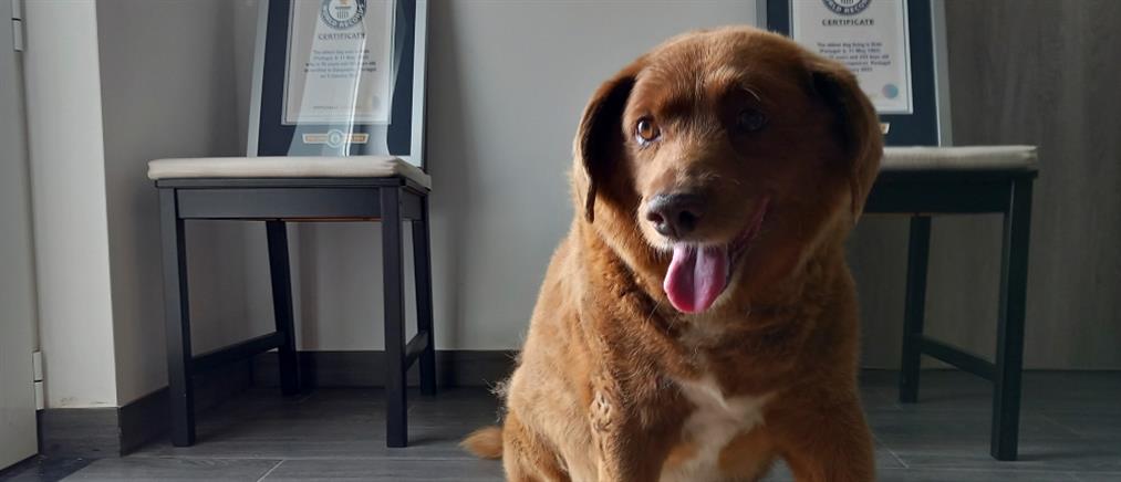 Γκίνες: Ο Μπόμπι έχασε τον τίτλο του γηραιότερου σκύλου στον κόσμο