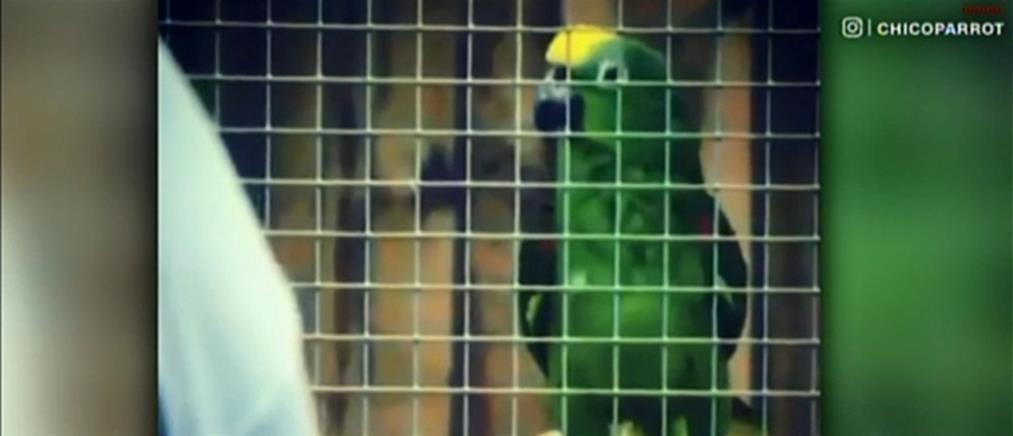 Viral ο παπαγάλος που τραγουδά… Μπιγιονσέ! (βίντεο)