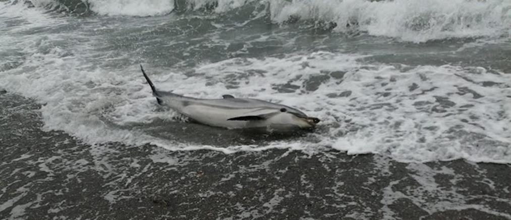 Λέσβος: νεκρό δελφίνι σε παραλία (βίντεο)