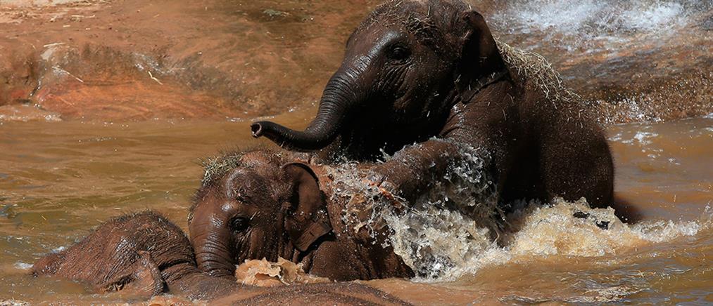 Κτηνωδία: Λαθροκυνηγοί αποκεφάλισαν 87 ελέφαντες