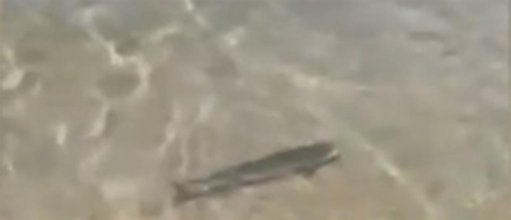 Κρήτη: καρχαρίας κολυμπούσε ανάμεσα στο πλήθος (βίντεο)