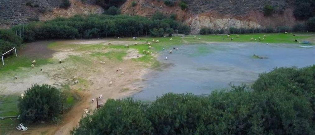 Κρήτη: Πρόβατα έφαγαν γρασίδι γηπέδου (βίντεο)