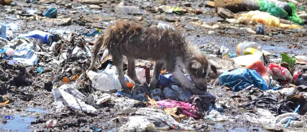 Save a Greek Stray: Η συγκινητική ανάρτηση για τα αδέσποτα ζώα