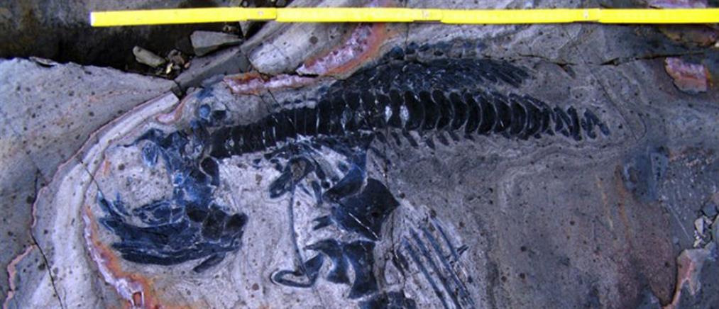 Ανακάλυψαν 50 απολιθώματα ιχθυόσαυρων δεινοσαύρων