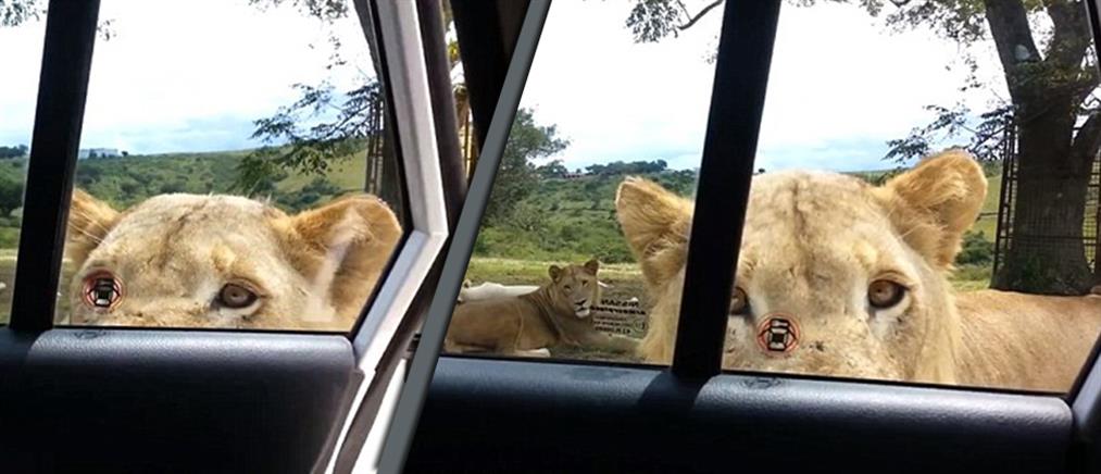 Η στιγμή που λιοντάρι ανοίγει την πόρτα αυτοκινήτου με τουρίστες!