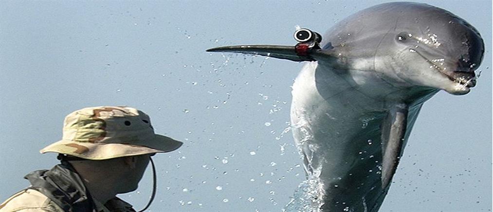 Στα χέρια της Ρωσίας τα δελφίνια-στρατιώτες της Ουκρανίας