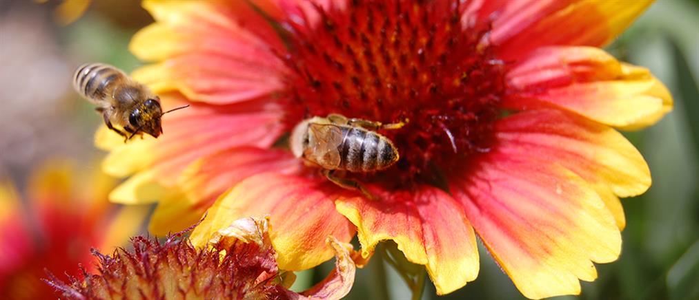 Οι μέλισσες δεν μυρίζουν πια τα λουλούδια