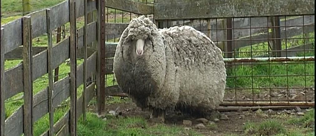 Πόσο μαλλί μπορεί να «κουβαλάει» πάνω του ένα πρόβατο;