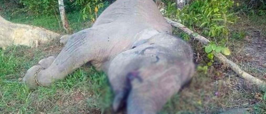 Σάλος για το βίαιο θάνατο διάσημου ελέφαντα στη Σουμάτρα