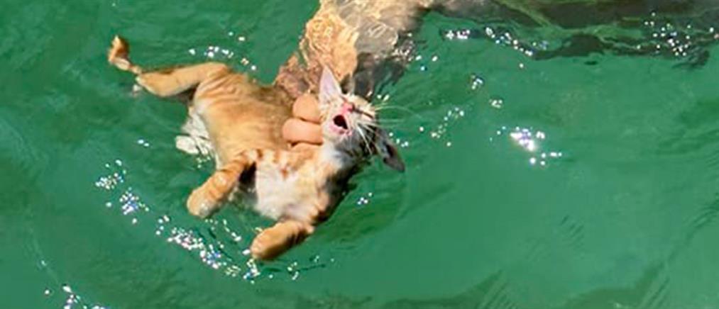 Σαλαμίνα: Μέλος πληρώματος ferry boat βούτηξε κι έσωσε γατάκι (βίντεο)