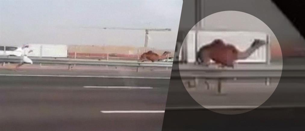 Ξυπόλητος άνδρας κυνηγάει την καμήλα του (Βίντεο)