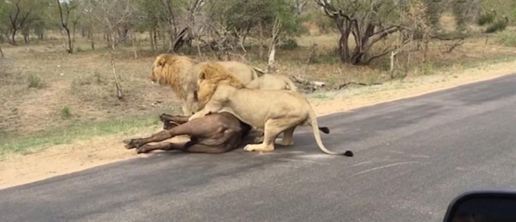 Λιοντάρια κατασπαράσσουν βουβάλι σε εθνικό πάρκο (βίντεο)
