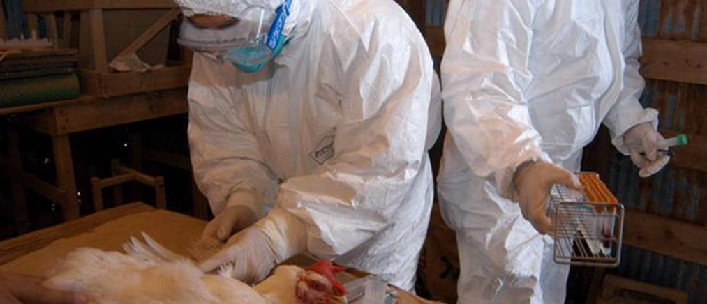 Γρίπη των πτηνών: Το πρώτο θανατηφόρο κρούσμα του ιού παγκοσμίως