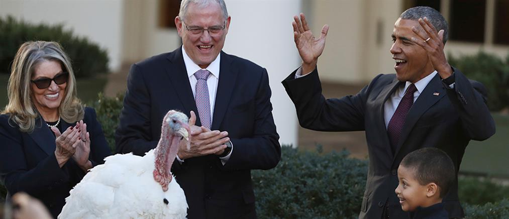 Thanksgiving: η χάρη του Ομπάμα στις γαλοπούλες (βίντεο)