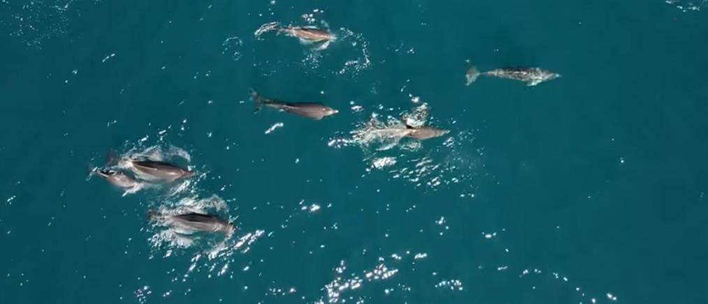 Παρέλαση από δελφίνια στον κόλπο του Θεολόγου (βίντεο)