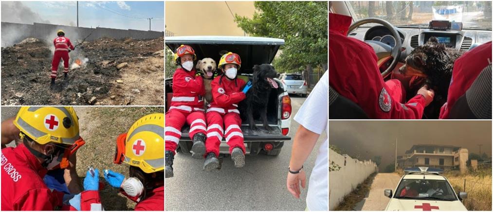 Φωτιά στην Πάρνηθα - ΕΕΣ: Τεράστια η προσφορά των εθελοντών (εικόνες)
