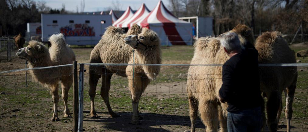 Μαδρίτη: καμήλες το “έσκασαν” από τσίρκο