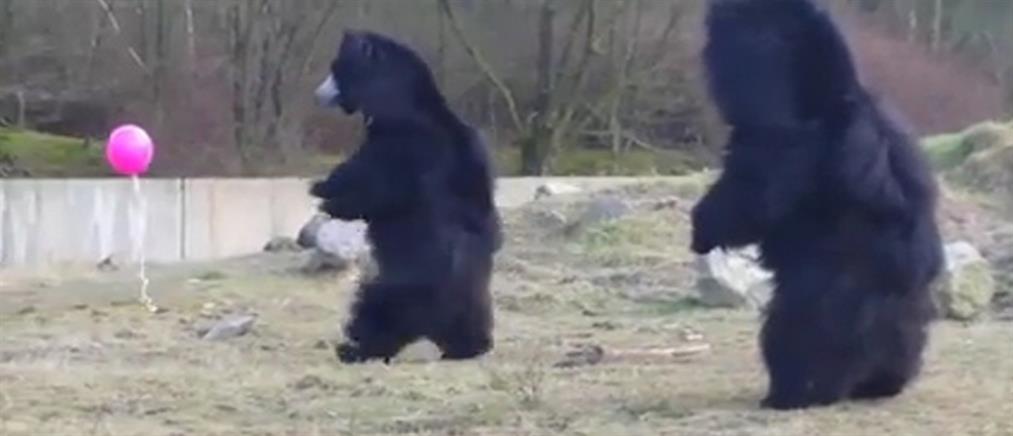 Το αστείο παιχνίδι αρκούδων με ένα ροζ μπαλόνι (βίντεο)