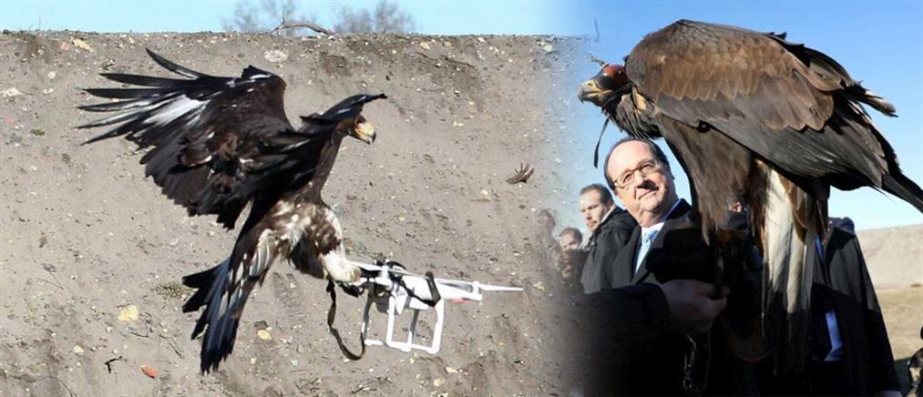 Αετός καταρρίπτει drone υπό το βλέμμα του Ολάντ (Βίντεο)