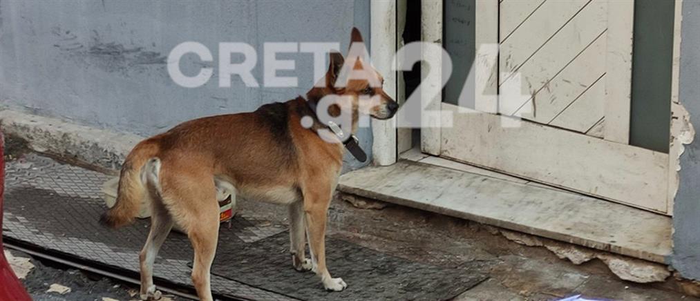 Χανιά: συγκινεί το σκυλί του 53χρονου που βρέθηκε δολοφονημένος (εικόνες - βίντεο)