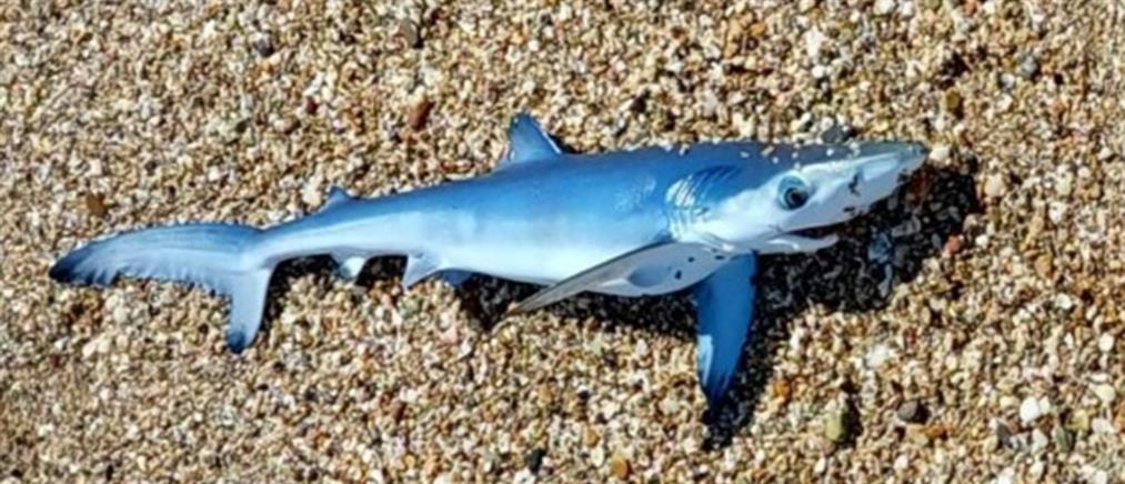 Έβρος: γαλάζιος καρχαρίας στην παραλία Νέας Χιλής