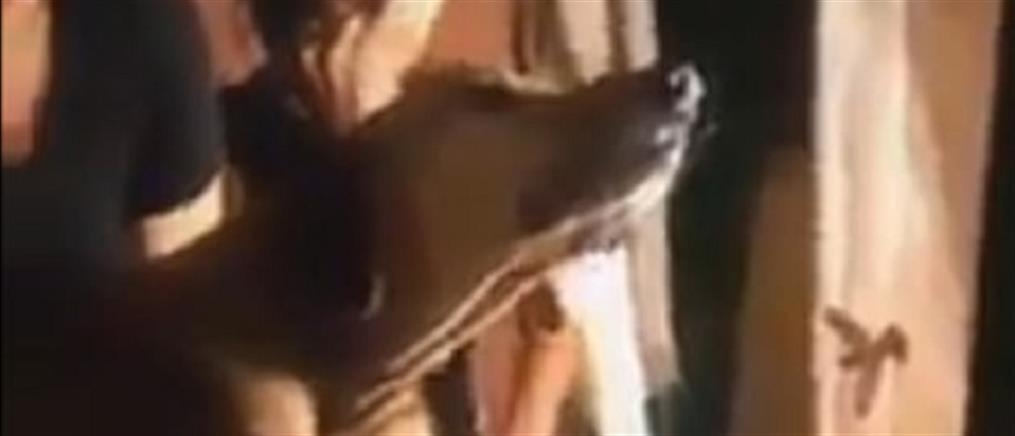 Σκύλος θρηνεί πάνω από το φέρετρο του ιδιοκτήτη του (βίντεο)