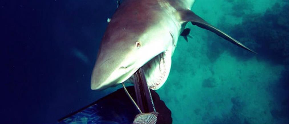 Βίντεο – σοκ: Καρχαρίας επιτίθεται σε δύτη!