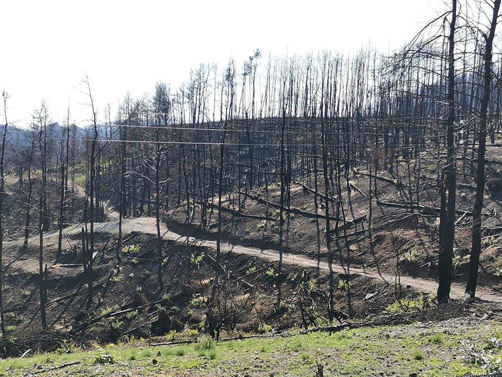Βόρεια Εύβοια: αποκατάσταση καμένου δάσους με χορηγία της ΔΕΗ