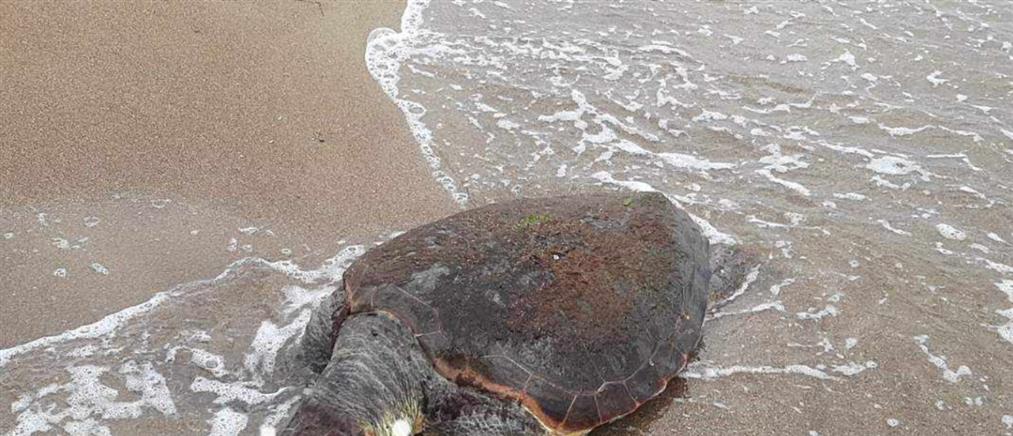 Ηλεία: Νεκρή χελώνα Caretta-Caretta ξεβράστηκε από το κύμα (εικόνες)