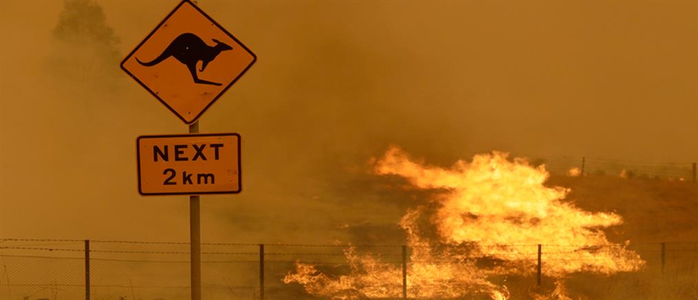 Φωτιές στην Αυστραλία: Εφιαλτικός απολογισμός για δισεκατομμύρια ζώα