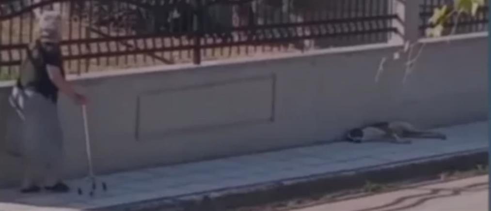 Θεσσαλονίκη: Ηλικιωμένη χτύπησε σκύλο με το μπαστούνι της (βίντεο)