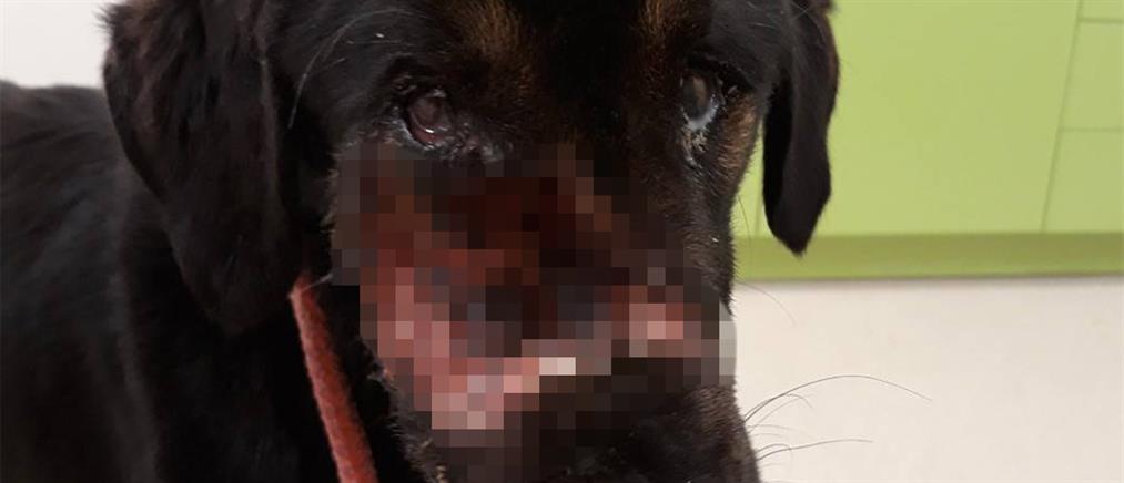 Κερδίζει τη “μάχη” για τη ζωή ο σκύλος που πυροβολήθηκε στο κεφάλι (βίντεο)