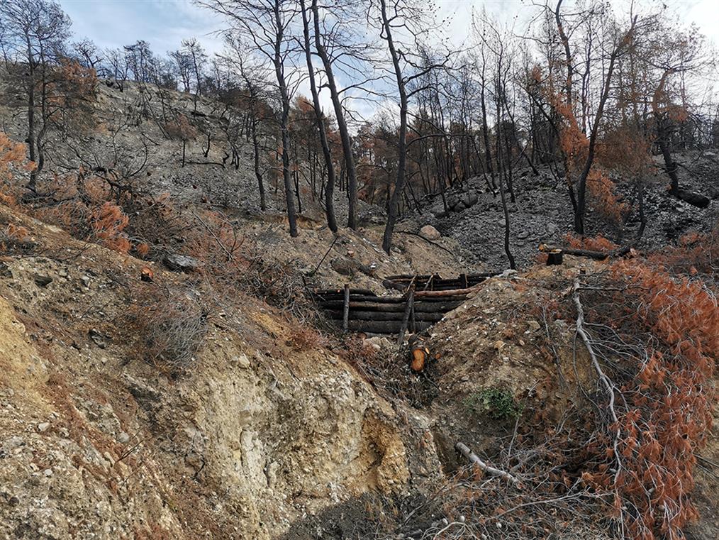 Βόρεια Εύβοια: αποκατάσταση καμένου δάσους με χορηγία της ΔΕΗ
