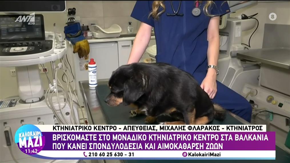 Το μοναδικό κέντρο στα Βαλκάνια που κάνει σπονδυλοδεσία και αιμοκάθαρση σε ζώα