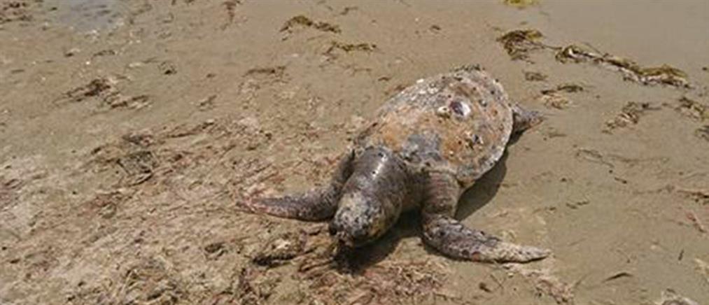 Σαλαμίνα: Εντοπίστηκαν νεκρές θαλάσσιες χελώνες