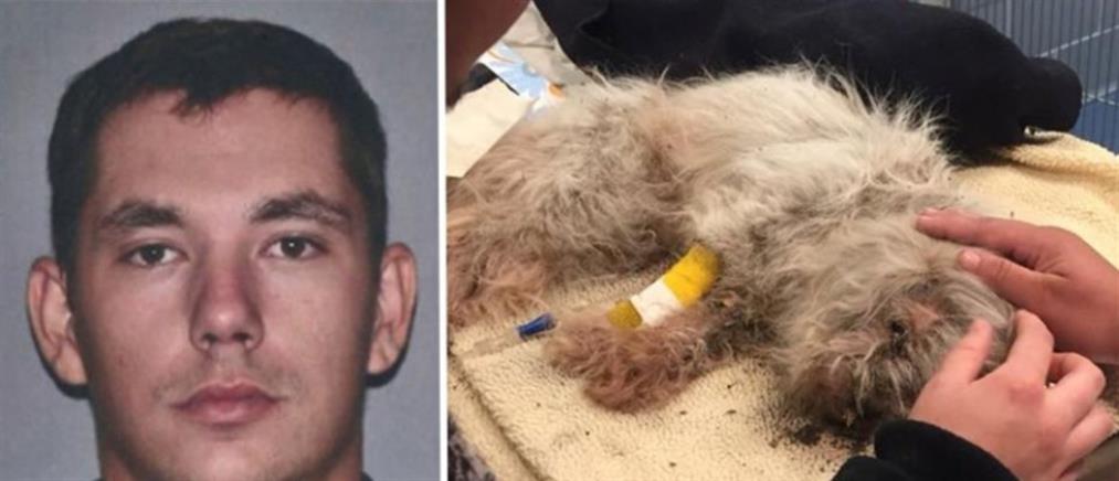 Αδιανόητο: Έθαψε ζωντανό το σκύλο του γιατί τσακωνόταν με τη γάτα του