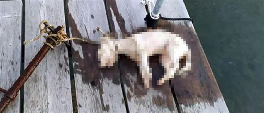 Έδεσαν σκυλάκι σε σωλήνα και το έπνιξαν (εικόνες)