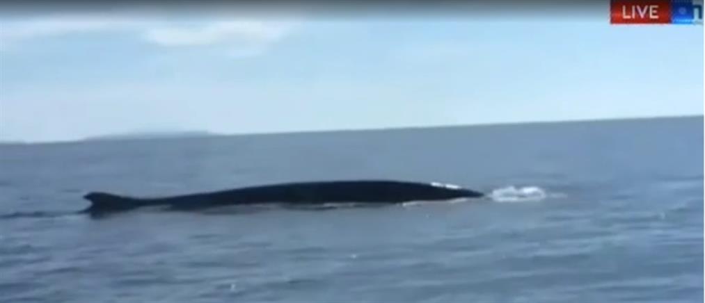 Τραυματισμένη φάλαινα βρέθηκε ανοιχτά του Λεωνιδίου (βίντεο)